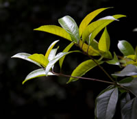 Tea Leaves