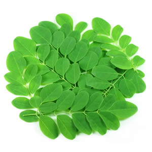 Moringa