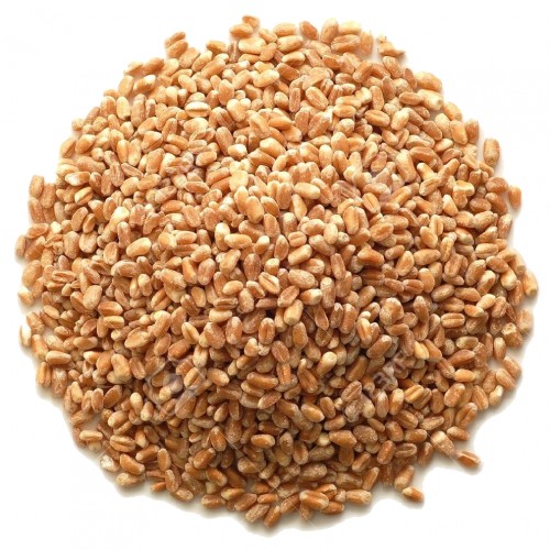 Wheatgrass Seeds Image
